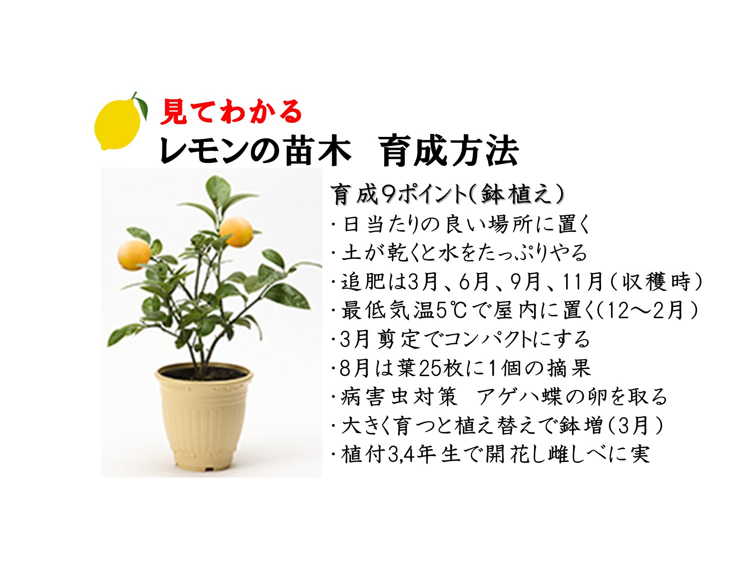 苗木の育て方